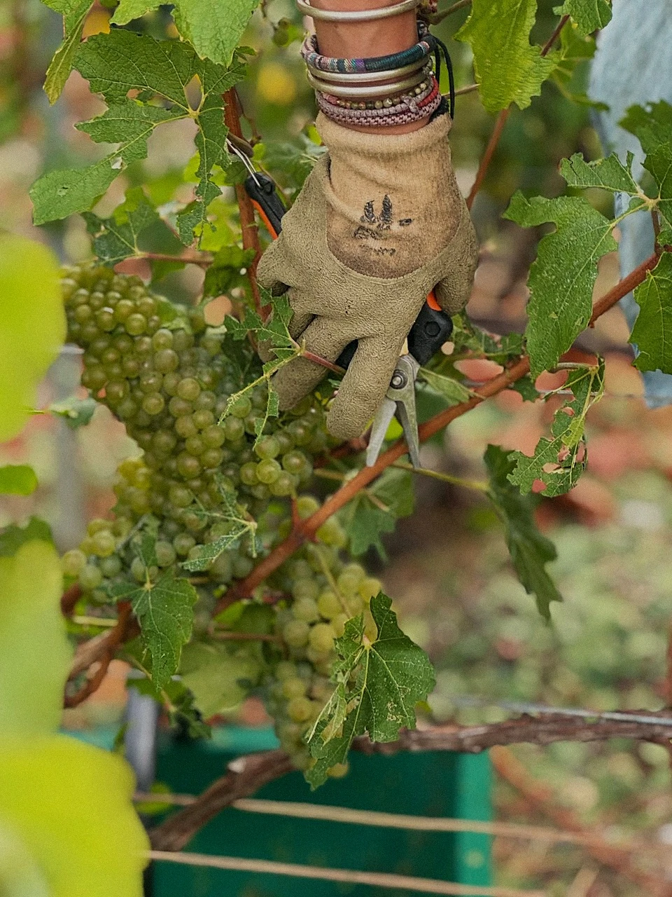 Gros plan sur une main gantée coupant une grappe de raisin avec un sécateur